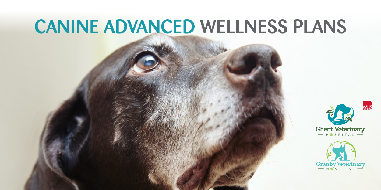 Canine Advanced Wellness