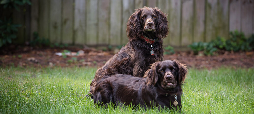 What is Cryotherapy for Pets?