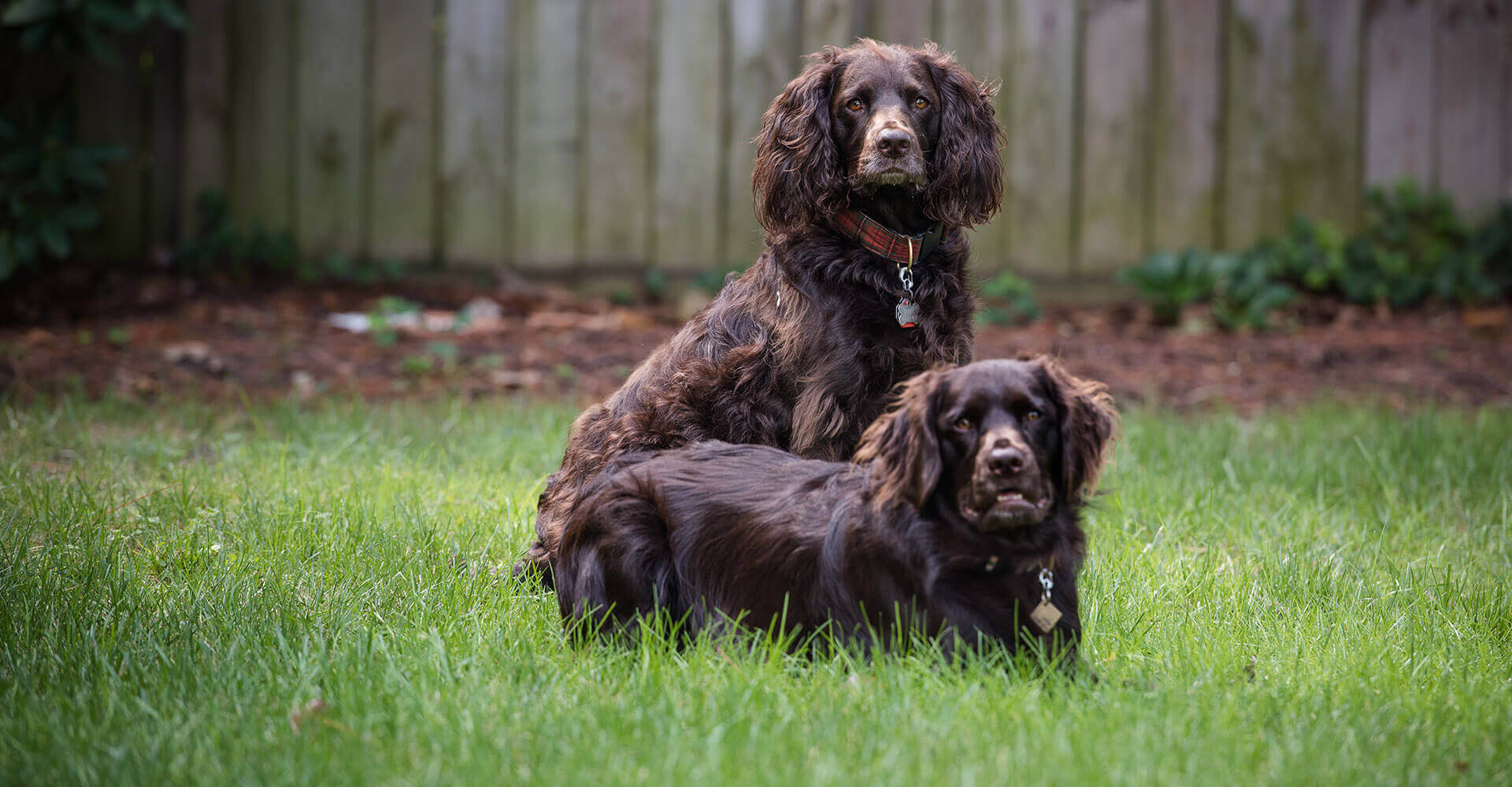 Ghent Veterinary Hospital Veterinarians