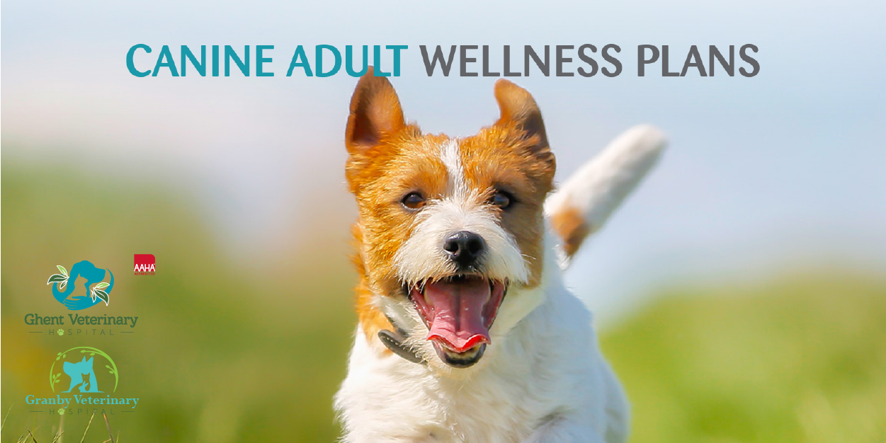 Canine Adult Wellness