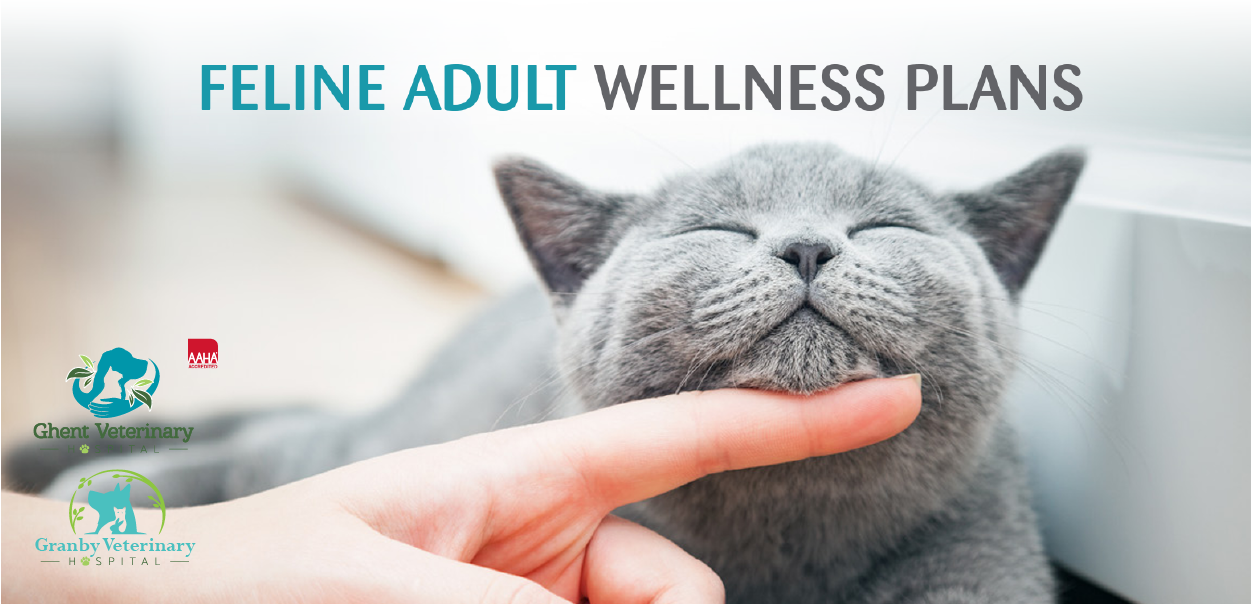 Feline Adult Wellness
