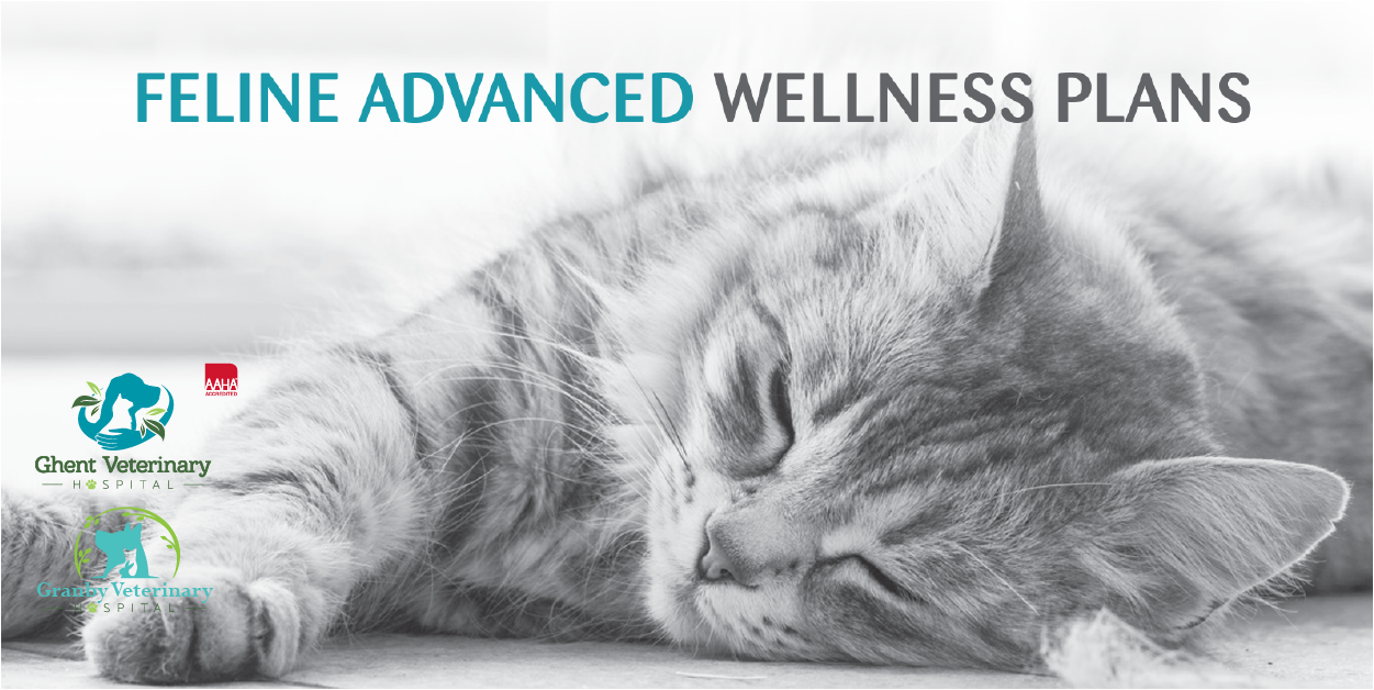 Feline Advanced Wellness