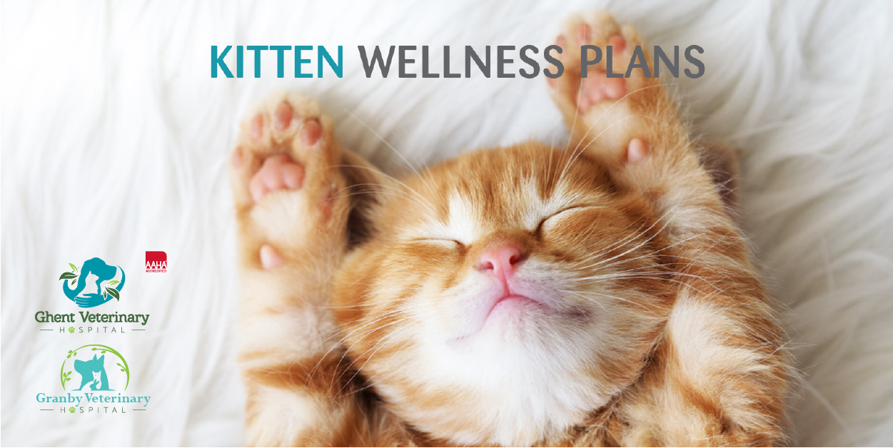 Kitten Wellness
