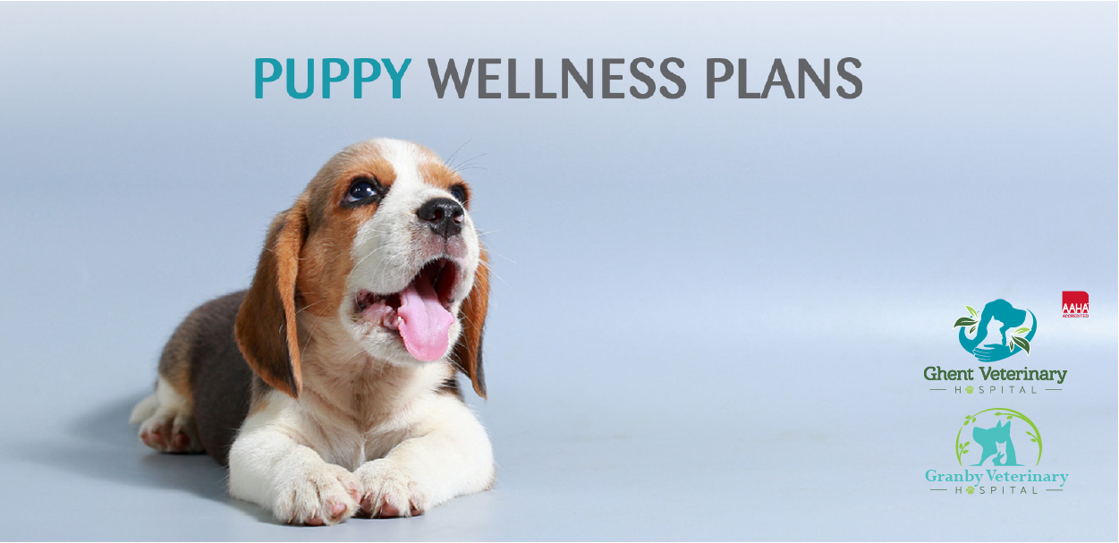 Puppy Wellness
