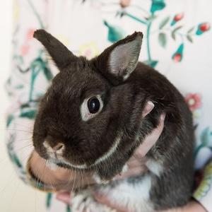 Ghent Veterinary Hospital Veterinarians