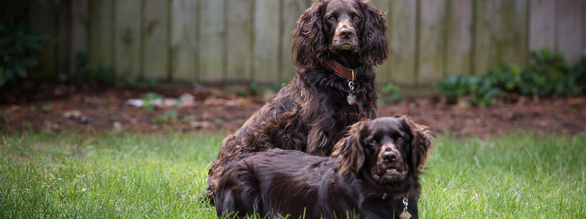 Ghent Veterinary Hospital Veterinarians