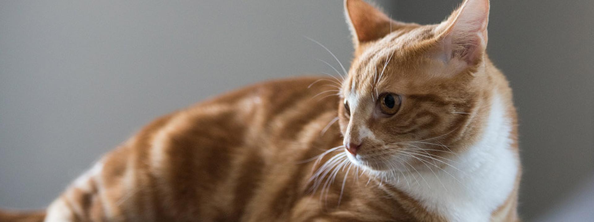 Ghent Veterinary Hospital Veterinarians